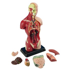 Bild på Edu Toys - Anatomisk människokropp - 27 cm