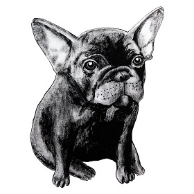 Bild på Tvinkla Poster (Fransk Bulldog)